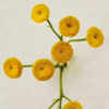 Atelier des Fleurs Immortelle Eau De Parfum